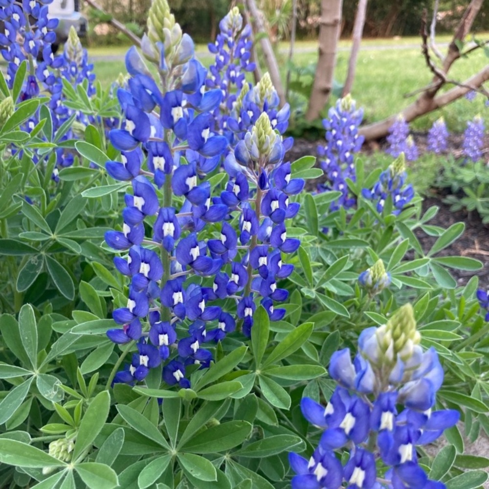 50 Seeds Texas Bluebonnet Wildflower Lupinus texensis Flower Seeds Garden - Picture 1 of 16
